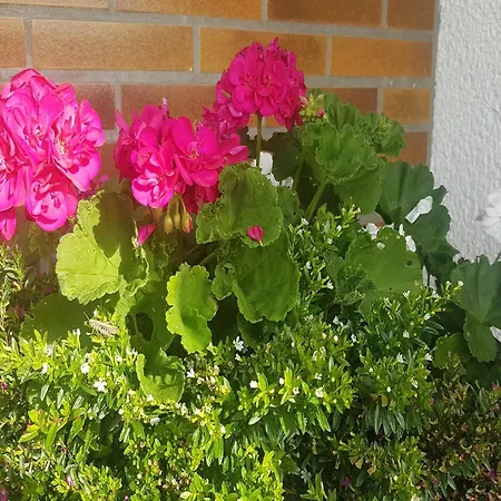 Gemuetliche Fuer 4 Personen Medebach